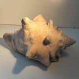 Ancient lambis strombe shell.