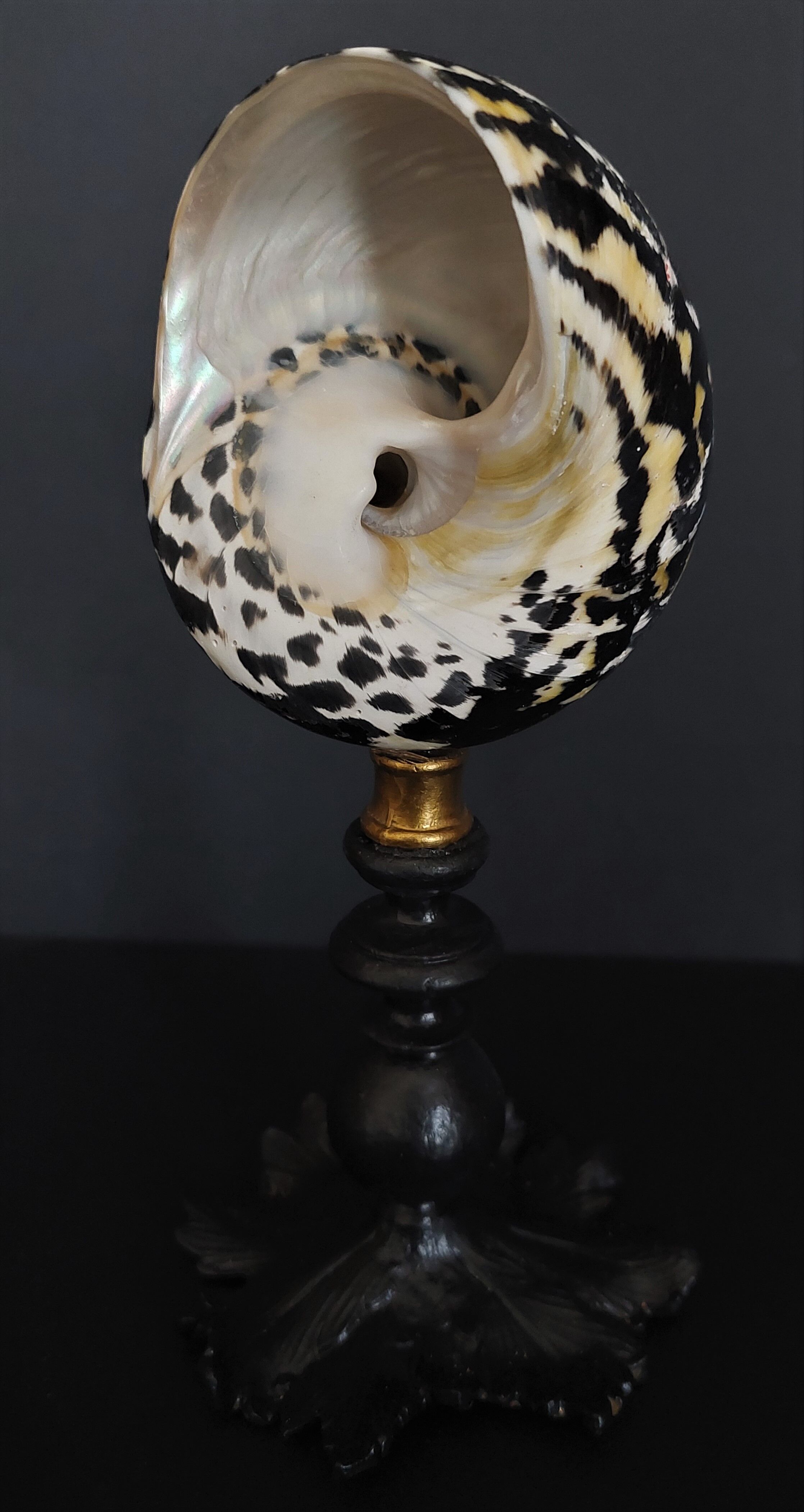 Cabinet of Curiosities shell cittarium pica on base