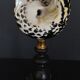 Cabinet of Curiosities shell cittarium pica on base