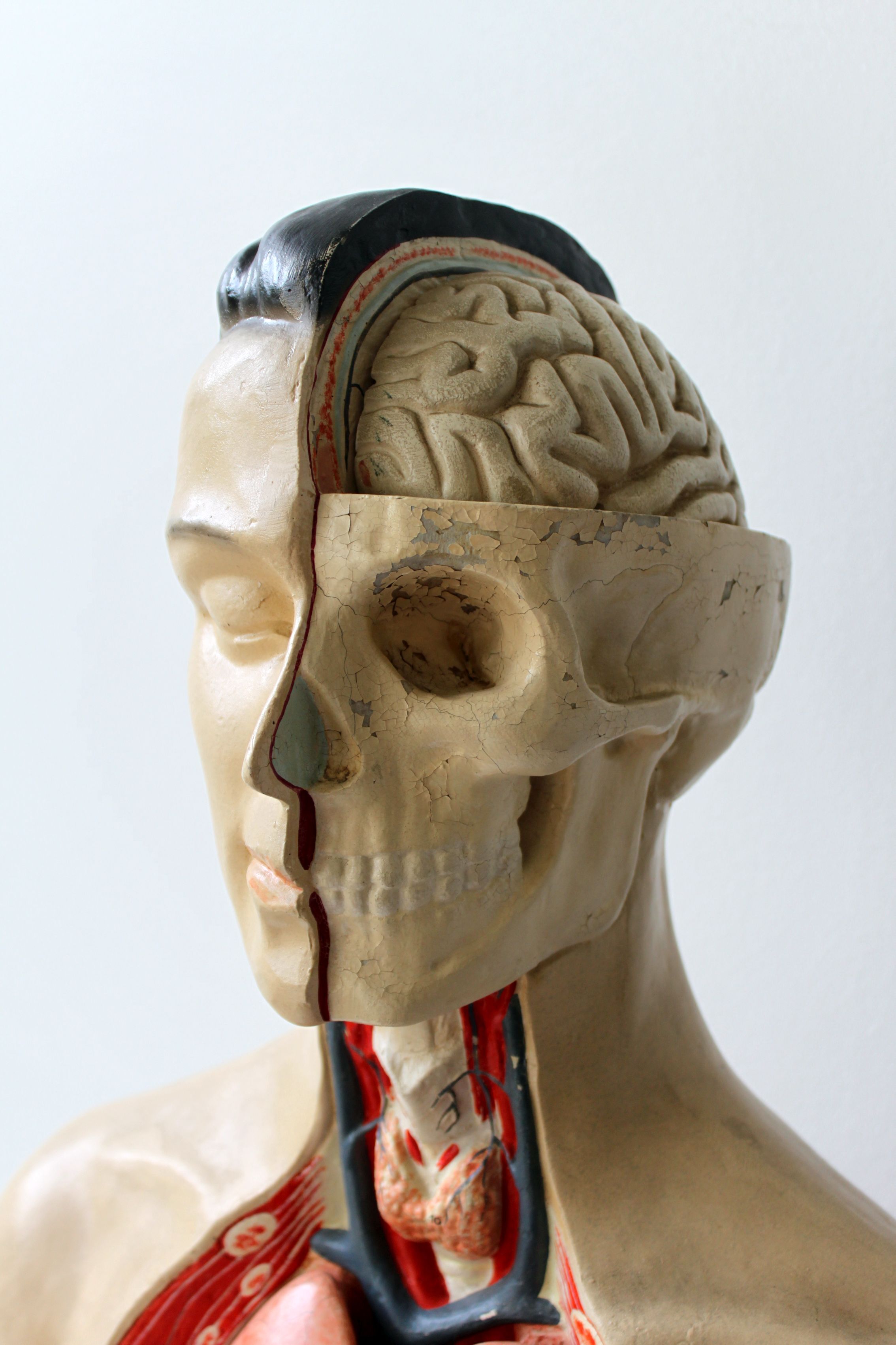 Vintage anatomical model, by Phywe, 50's.