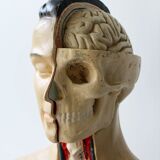 Vintage anatomical model, by Phywe, 50's.