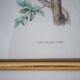 Bird print