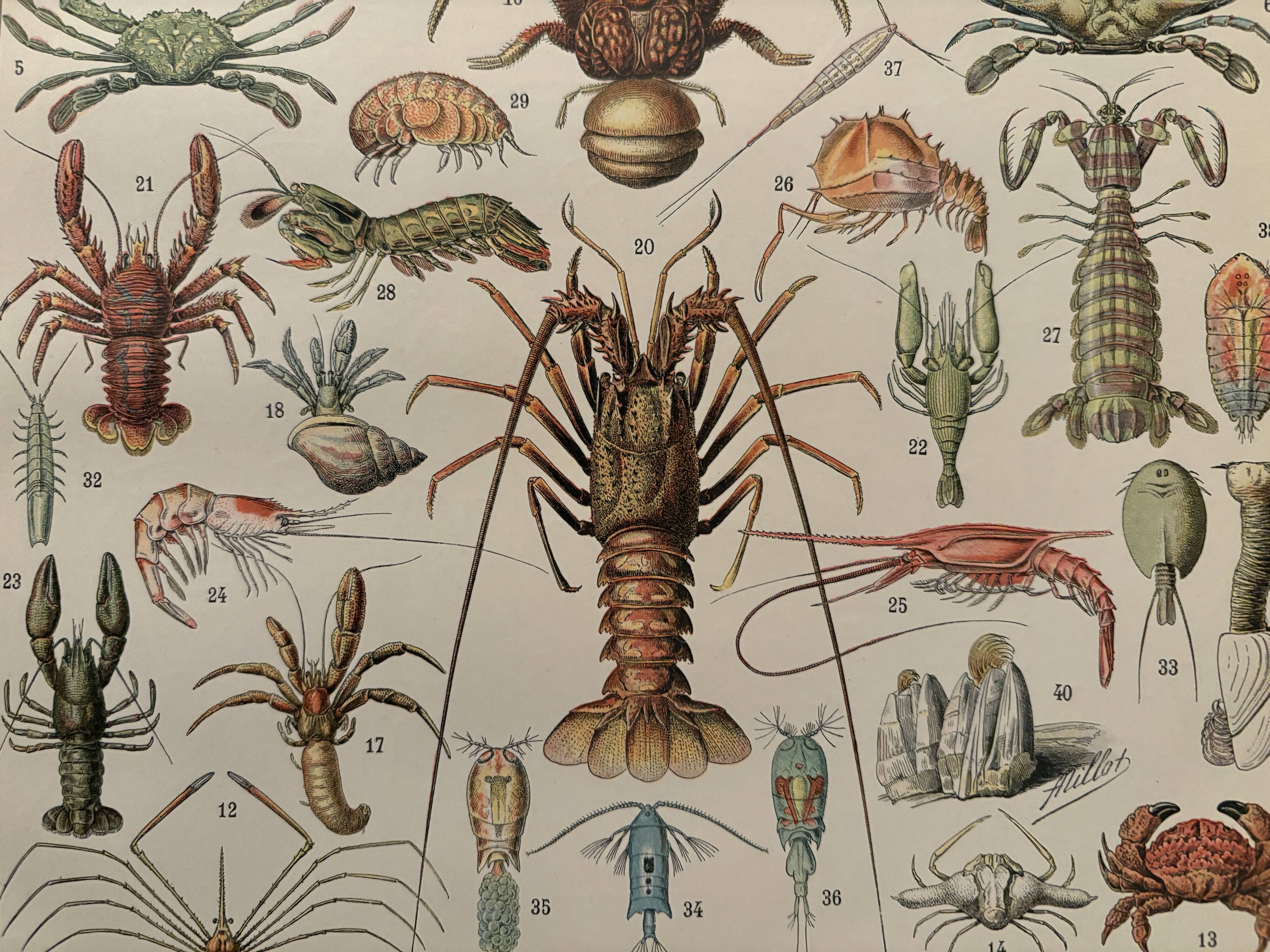 Antique engraving of crustaceans – 1900