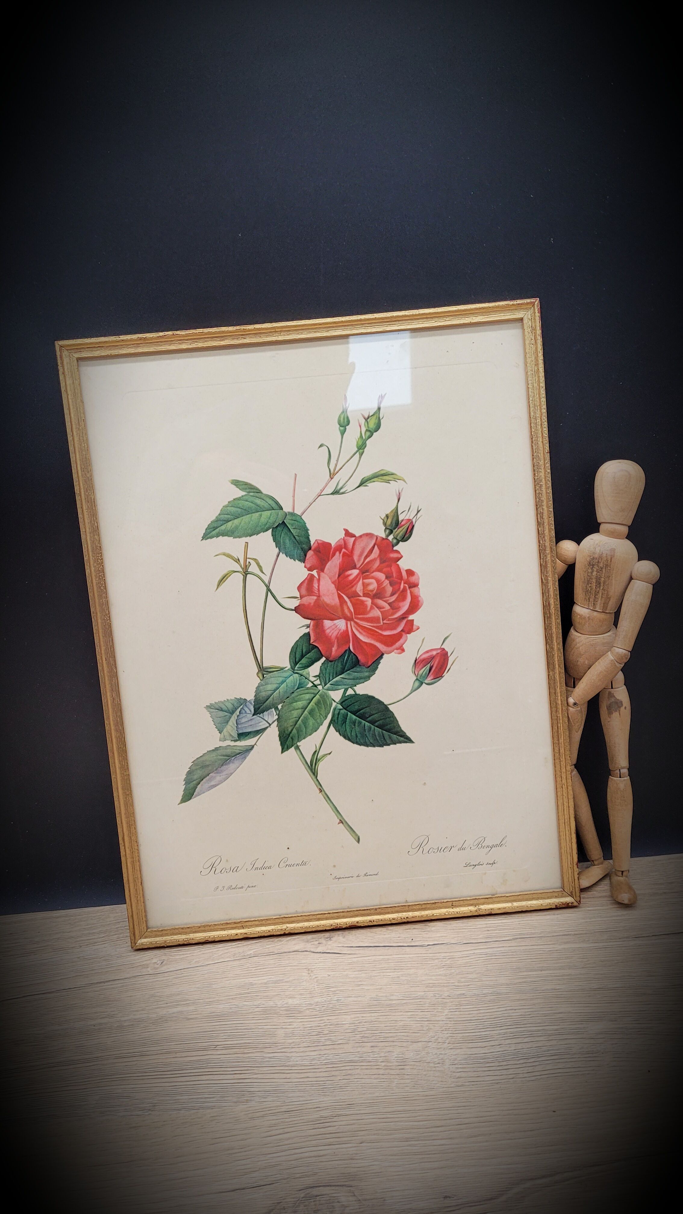 Bengal rose lithograph