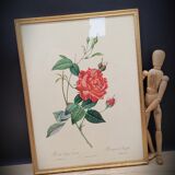 Bengal rose lithograph