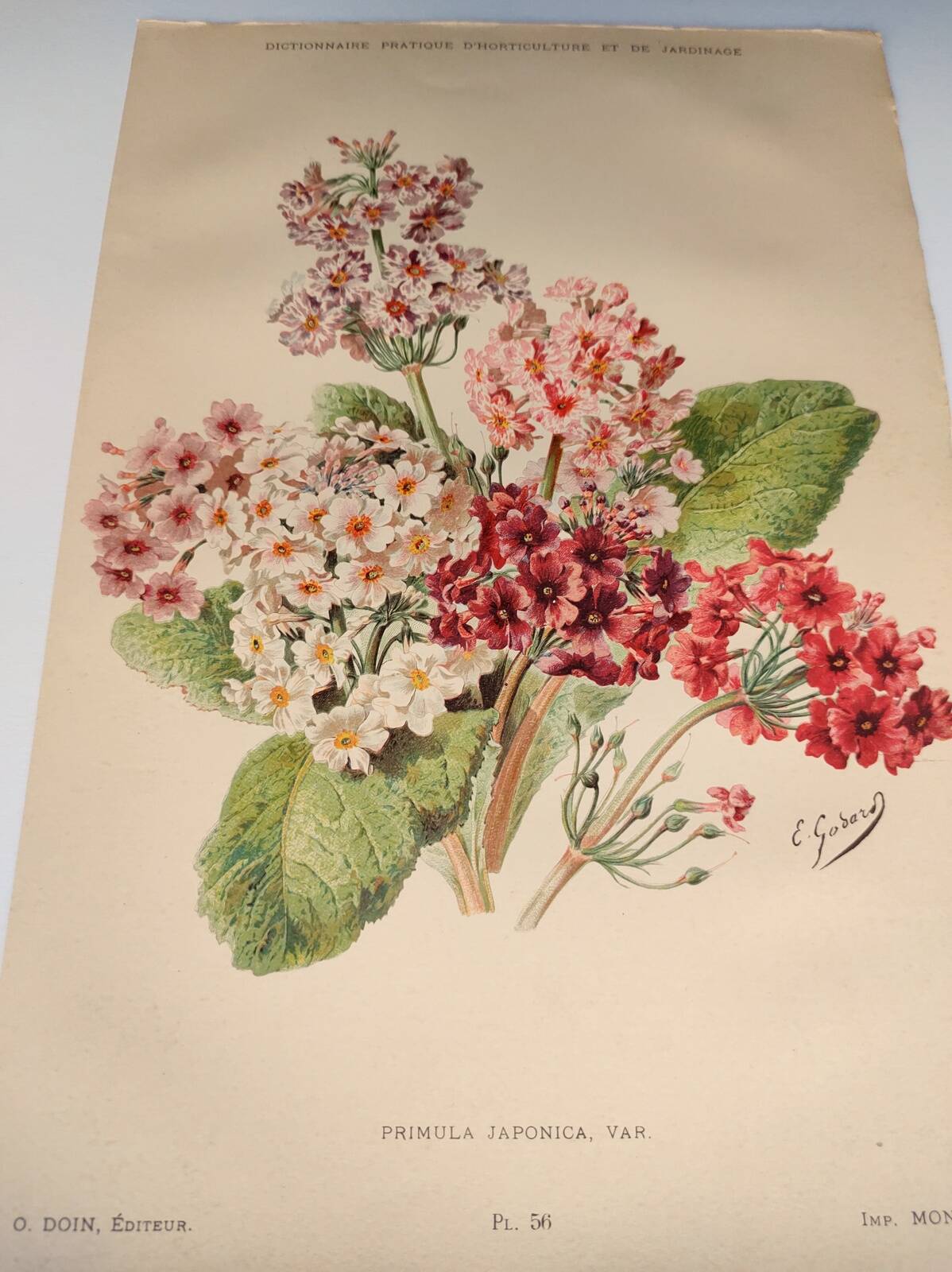 Botanical engraving from 1897 - Japanese primrose - original old flower plate by E.Godard