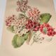 Botanical engraving from 1897 - Japanese primrose - original old flower plate by E.Godard