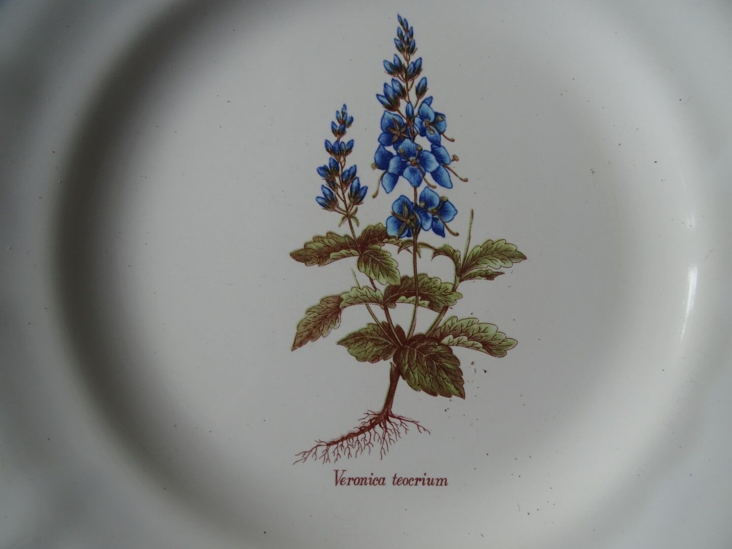 11 Plates decor plants , faience "'a d p" Haute Provence.