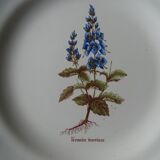 11 Plates decor plants , faience "'a d p" Haute Provence.