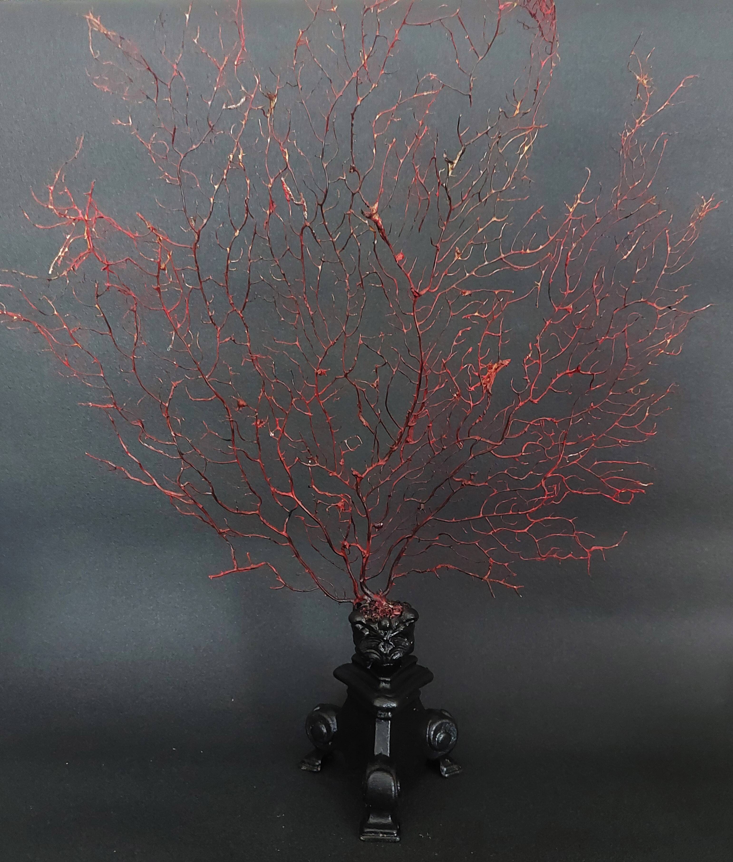 Cabinet de Curiosités gorgone rouge paramuricea clavata sur socle