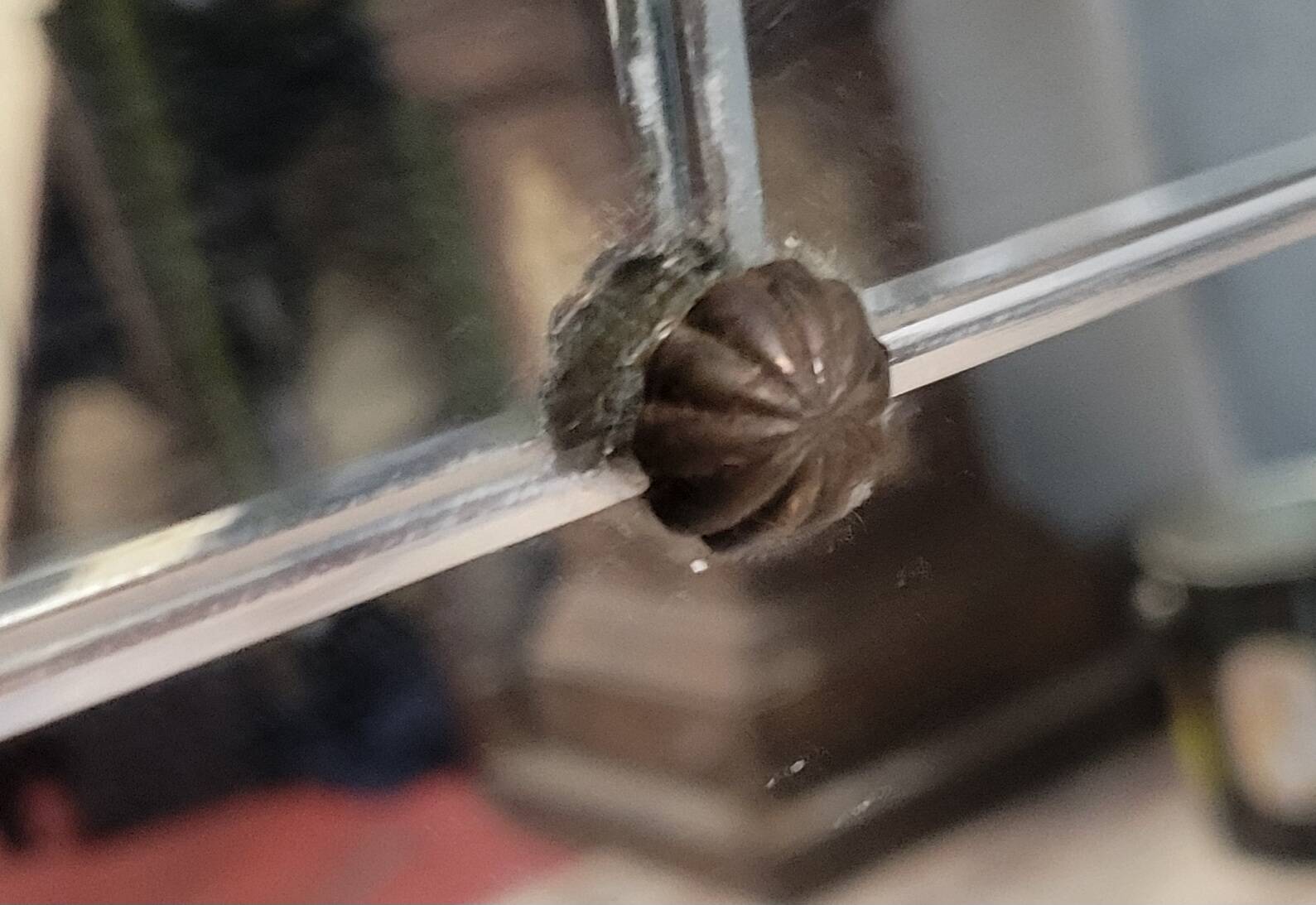 Large wall mirror, gold leaf frame / 160 x 100 cm