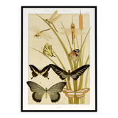Poster “Butterflies”, after an Art Nouveau lithograph from 1897