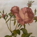 Hundred-leaf rose bush frame after pj redouté, print on fabric, 1960