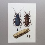 Illustration ancienne "insectes", années 60.