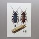 Illustration ancienne "insectes", années 60.