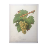 Rare vine board