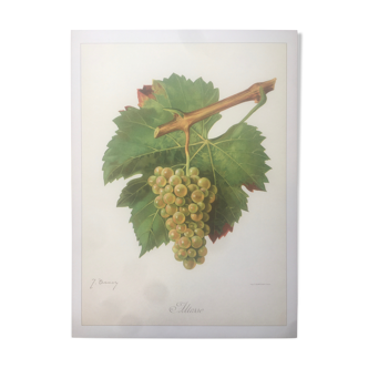 Planche vigne