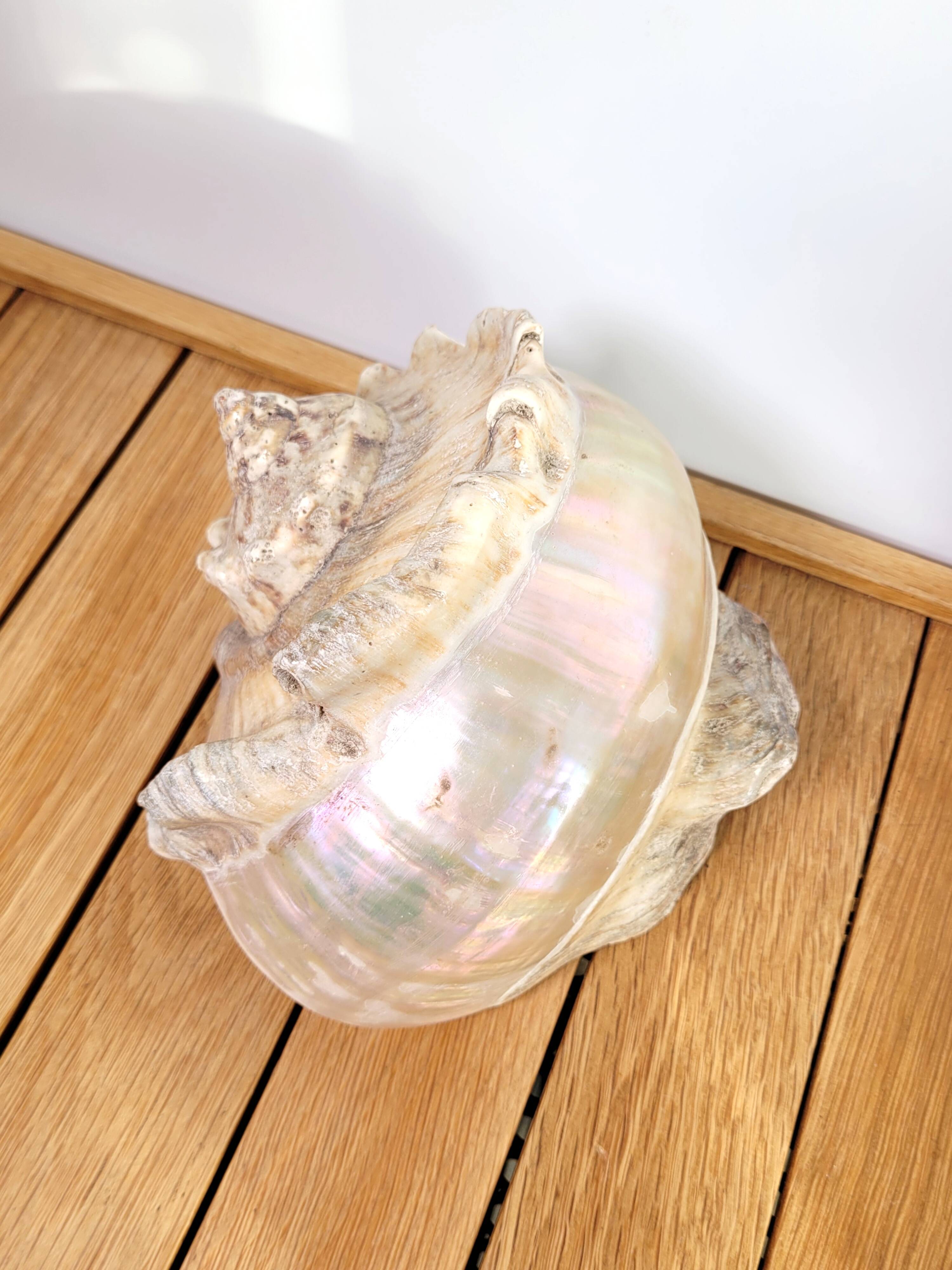 Large white mother-of-pearl shell