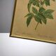 Old pink lithograph framed under glass Remond printing house ACC-7058