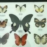 Frame butterflies assortment of 20 - 48 x 33