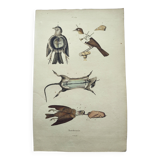 Old engraving from 1838 - Taxidermy - Pigeon and mouse - Hand-colored board of curiosities