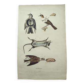Old engraving from 1838 - Taxidermy - Pigeon and mouse - Hand-colored board of curiosities