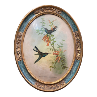 Framed drawing of hummingbirds