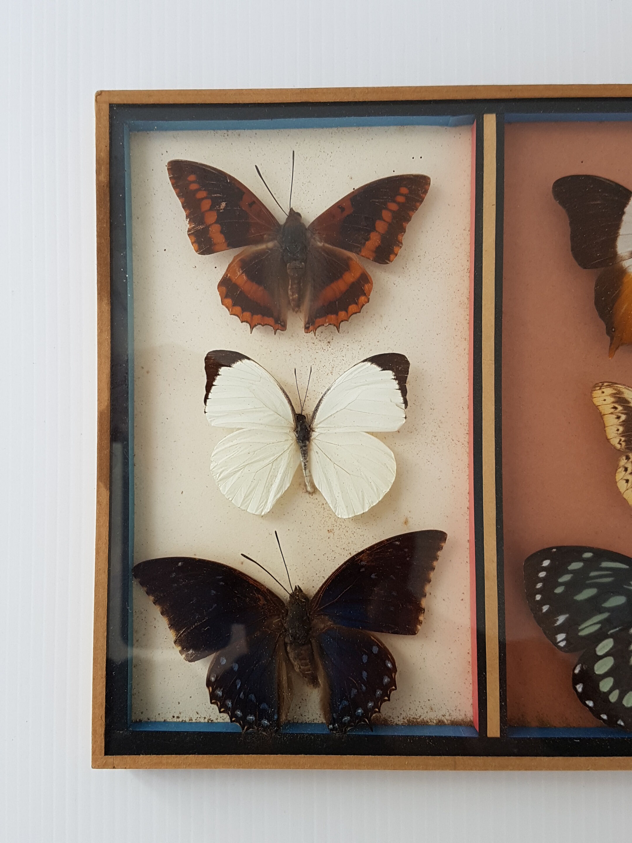 Frame mounted butterflies