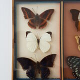 Frame mounted butterflies