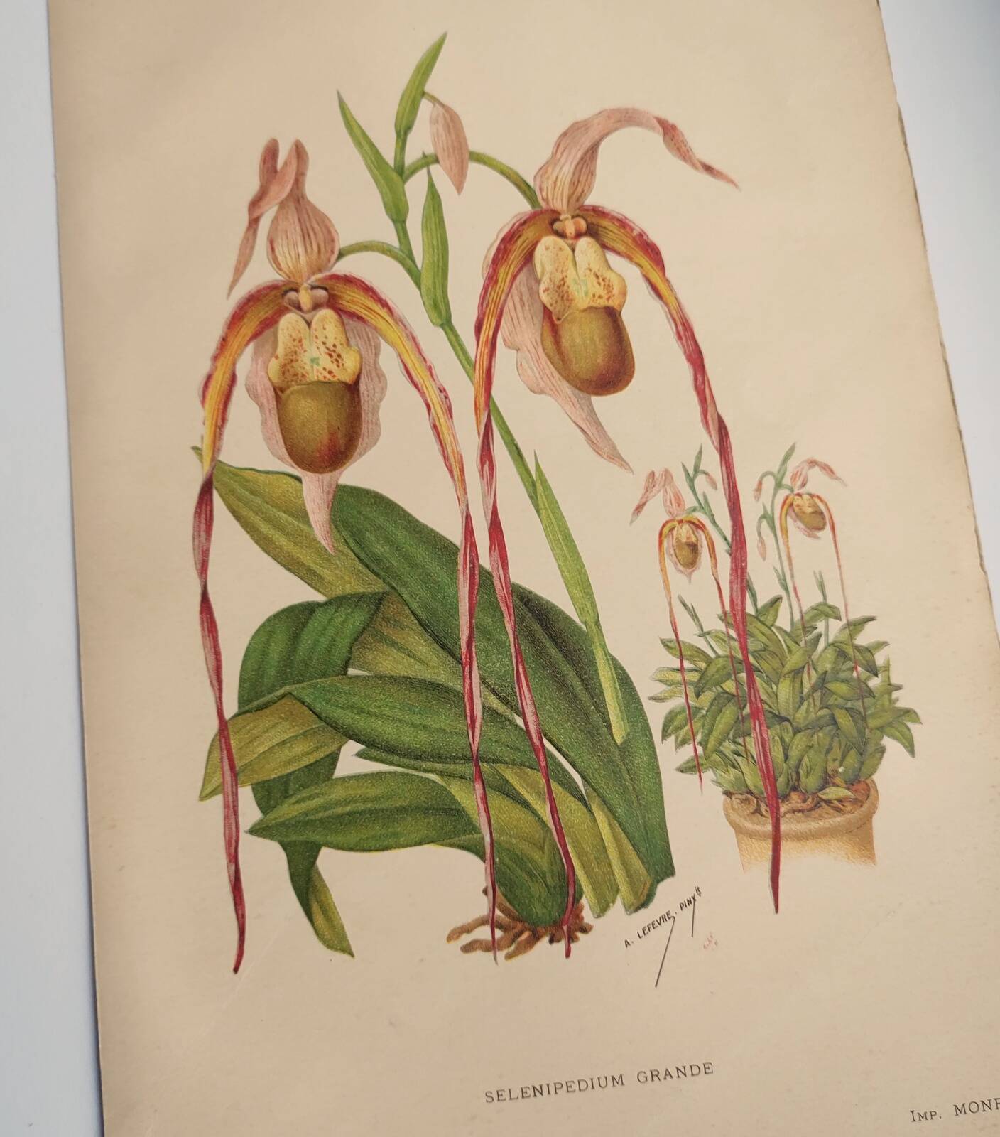 Gravure botanique "Sélénipédium grand" de A.Lefevre, 1897