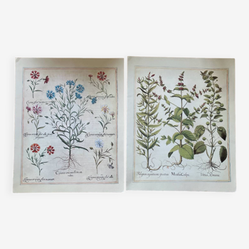 Old herbarium botanical plates