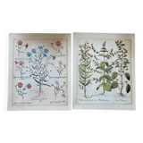 Old herbarium botanical plates