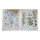 Planches de botanique herbier ancien