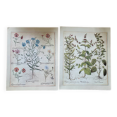 Planches de botanique herbier ancien