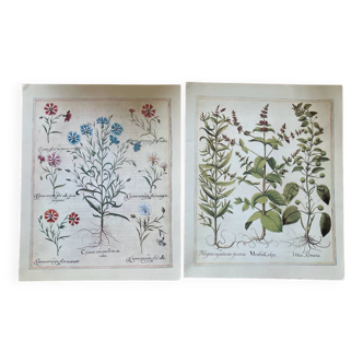 Old herbarium botanical plates