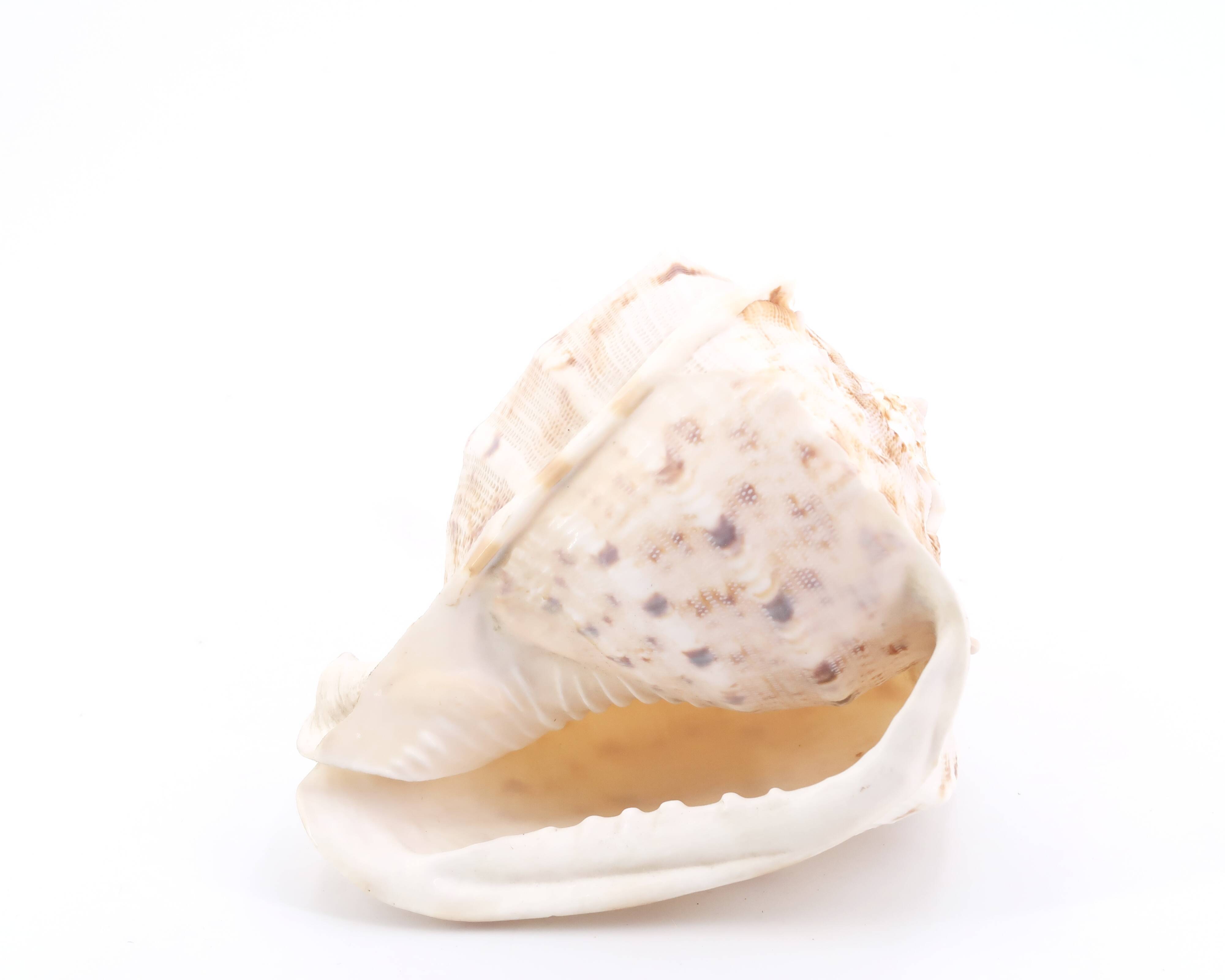 Coquillage beige et blanc spirale, années 60