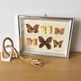Vintage naturalized butterflies
