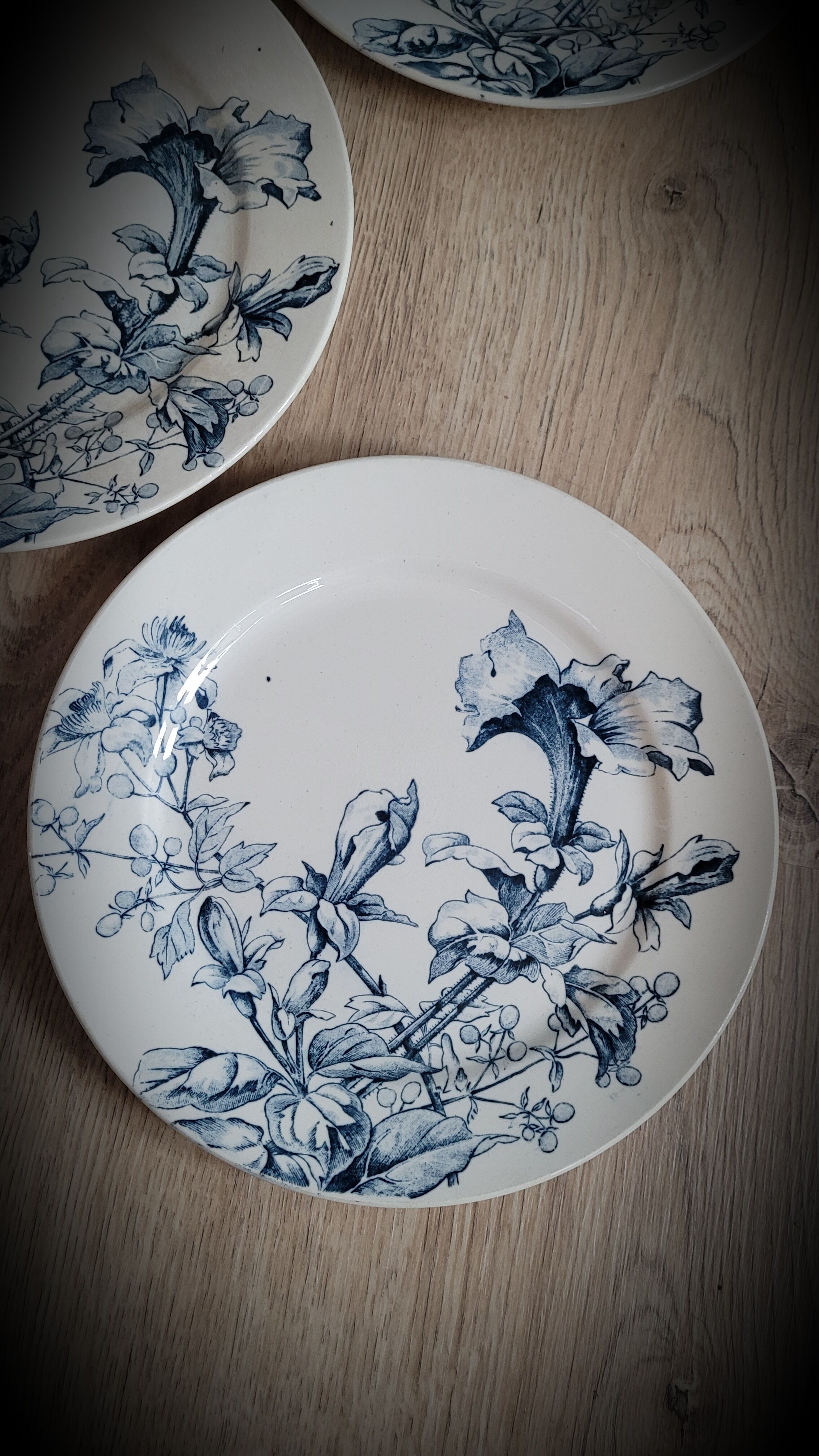 6 plates petunia bfk