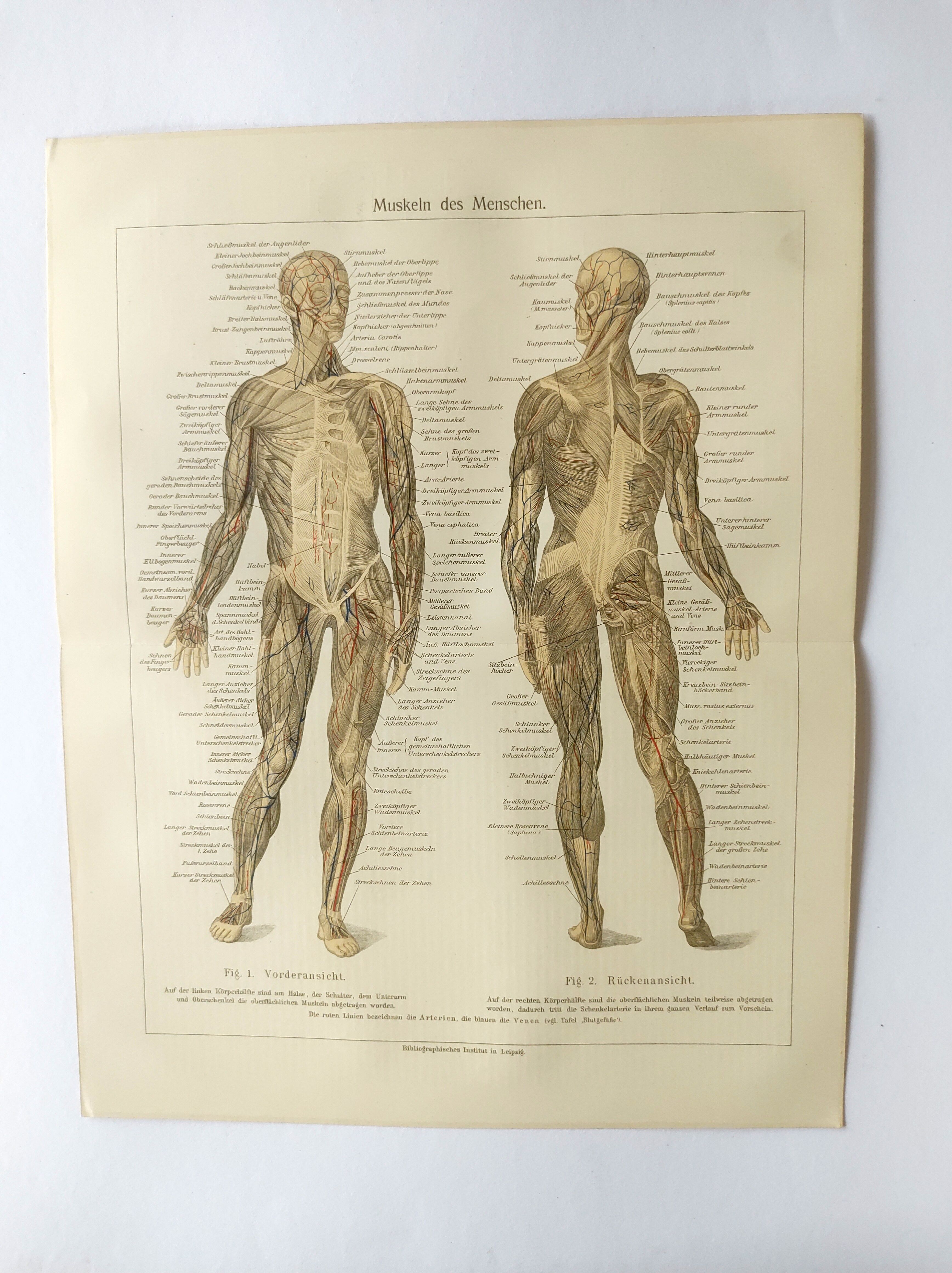 Antique print - Human anatomy - Muscles - Chromo-lithography from 1909