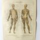 Antique print - Human anatomy - Muscles - Chromo-lithography from 1909