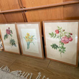 Trio of ancient botanical posters