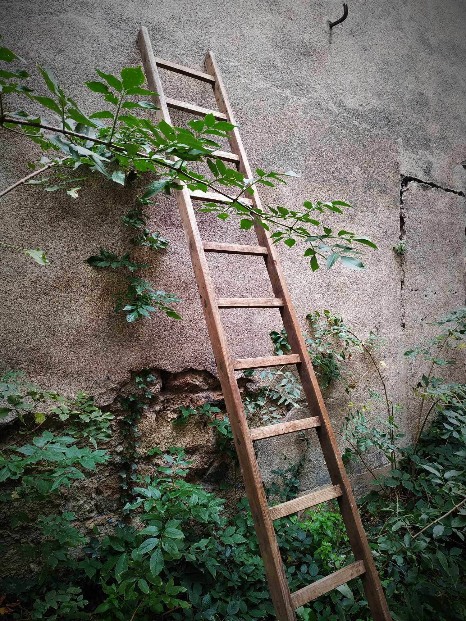 Old Cognet scale 321 cm