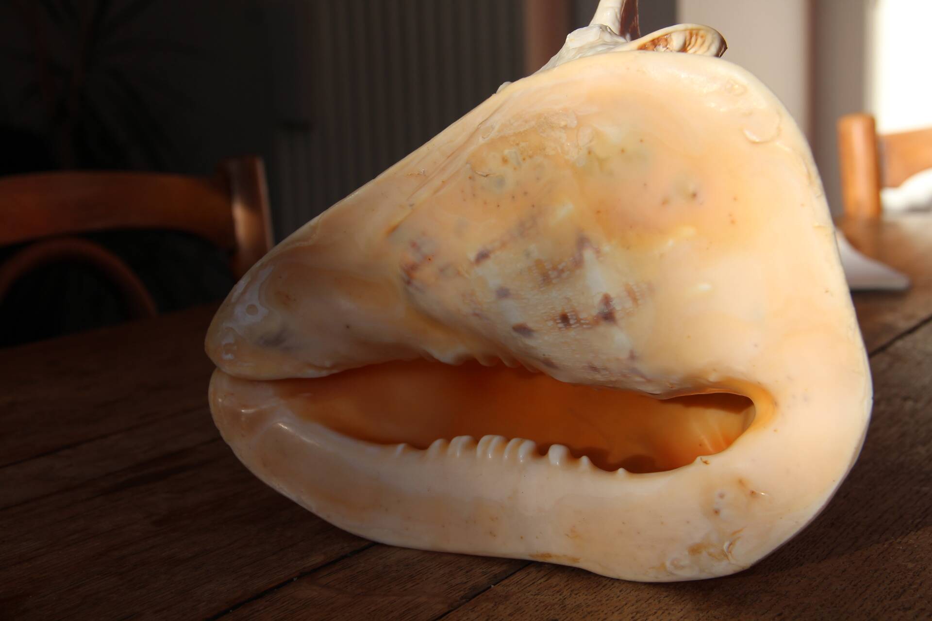 Shell Cassis Cornuta