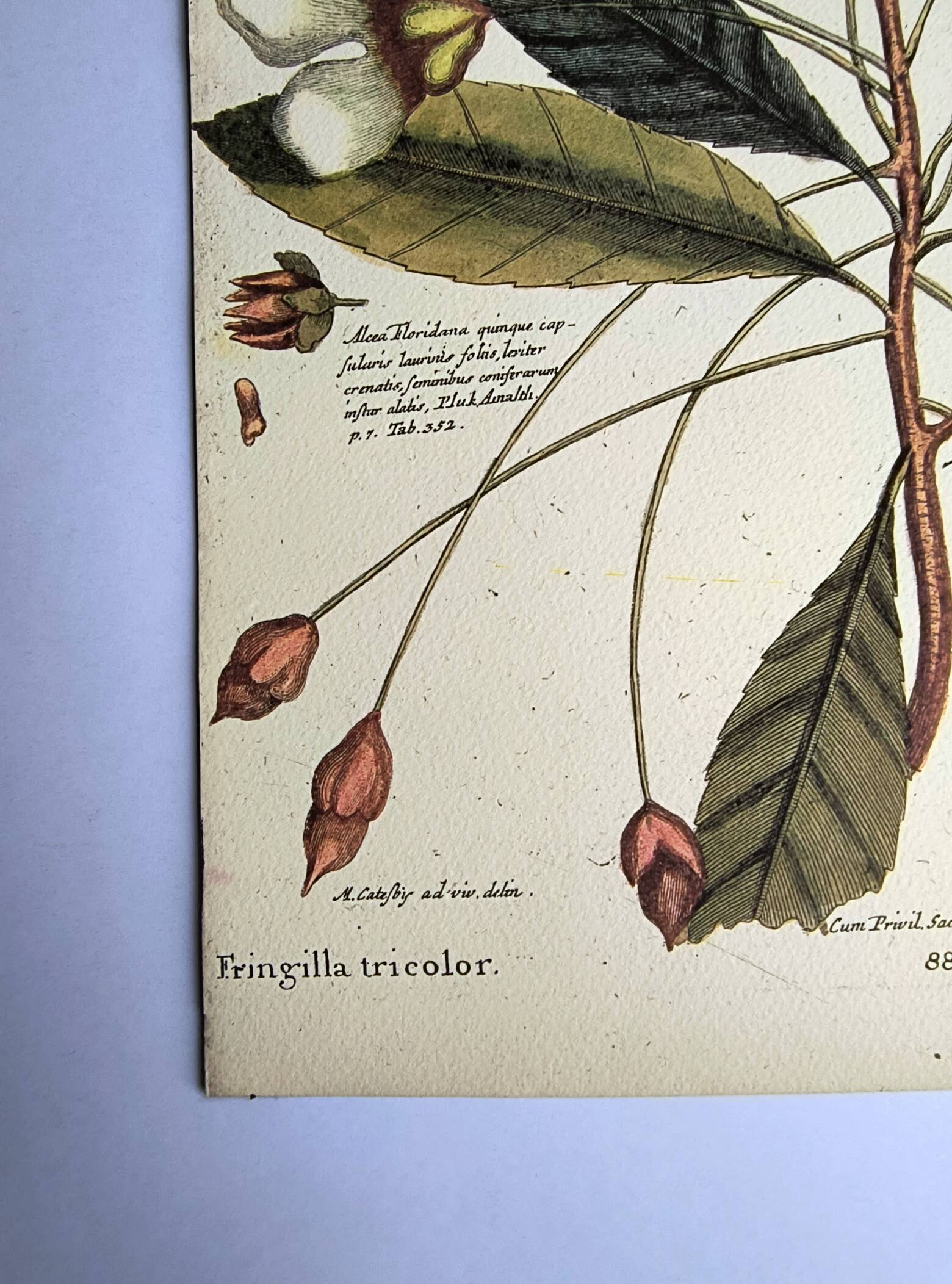 Antique bird engraving - Pincon 3 Colors - Zoological plate by Seligmann