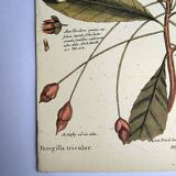 Antique bird engraving - Pincon 3 Colors - Zoological plate by Seligmann