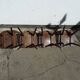 Lot of 4 wooden bistro chairs - 70s 80s 90s