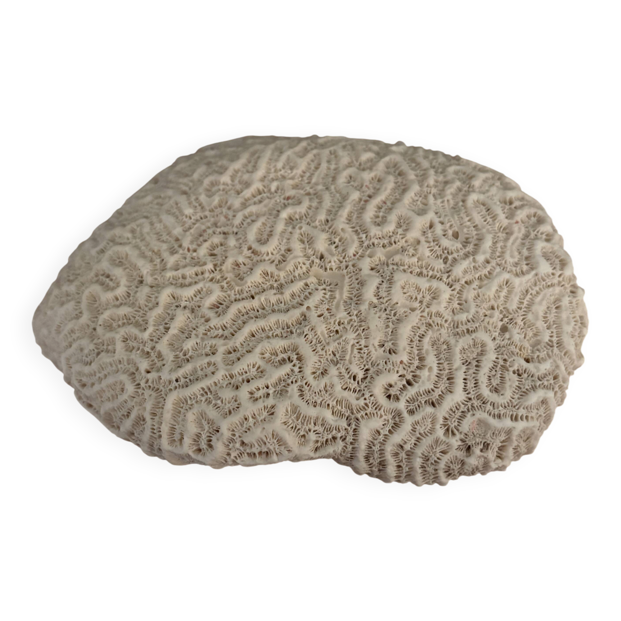 Corail cerveau