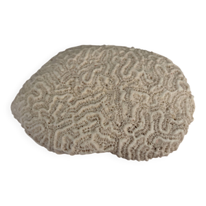 corail cerveau
