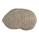 Corail cerveau