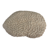 Coral brain